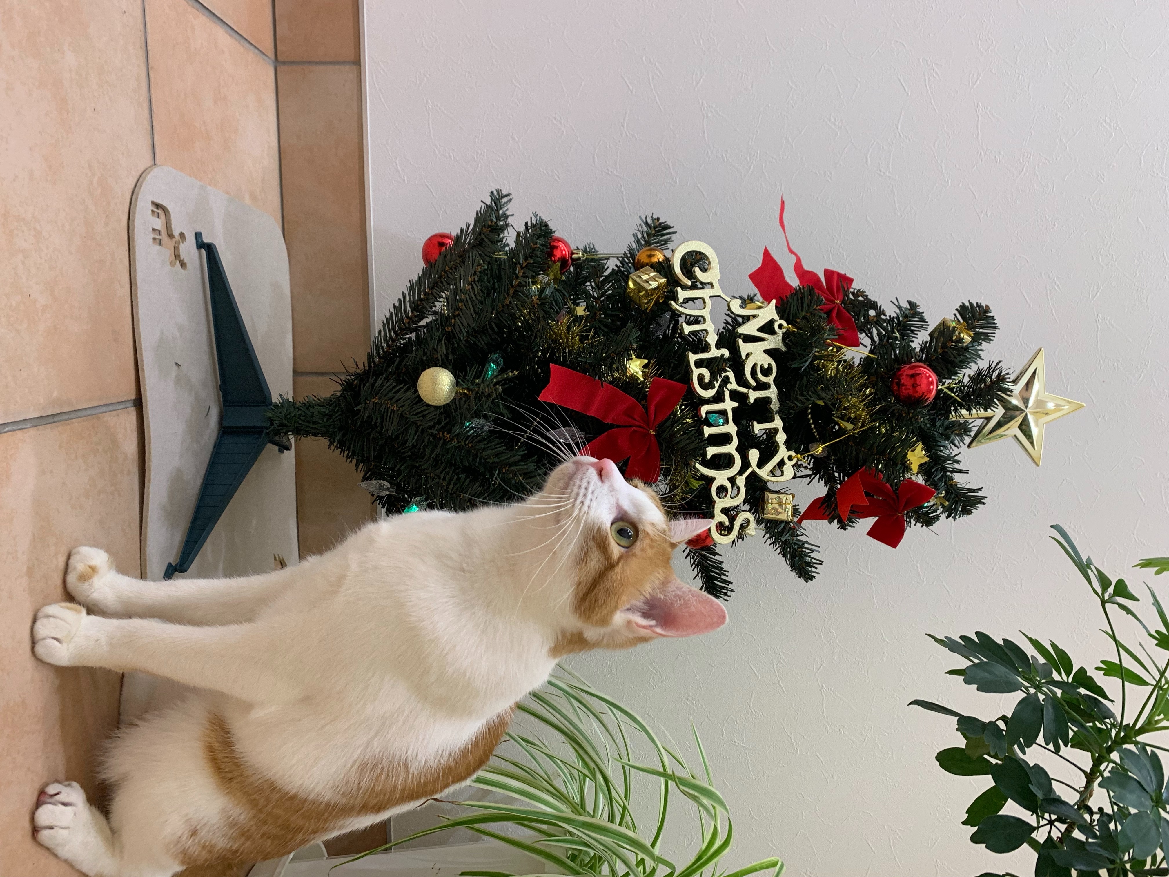 病院もクリスマス仕様に 松阪市の動物病院 なかにし動物病院